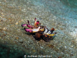 Flamboyant cuttlefish, mating color, Lembeh Strait by Andreas Ochsenbein 